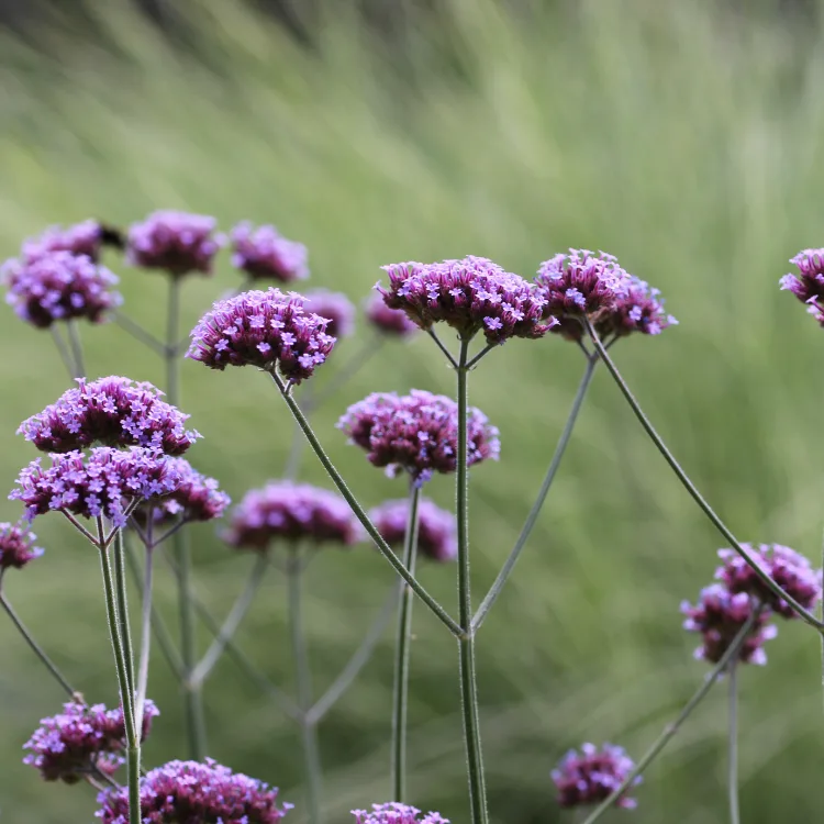 Verbena